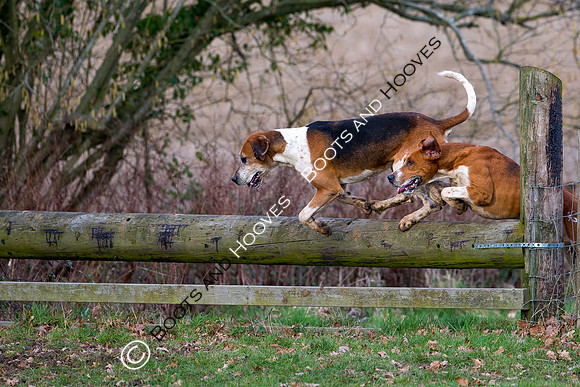 East Essex Hunt. Ladies Day. 29/01/2019 ~ MANDATORY Credit Elli Birch/Bootsandhooves - NO UNAUTHORISED USE - 07745 909676