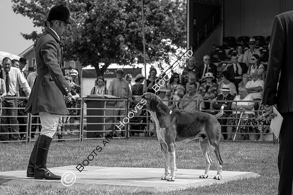 Festival of Hunting