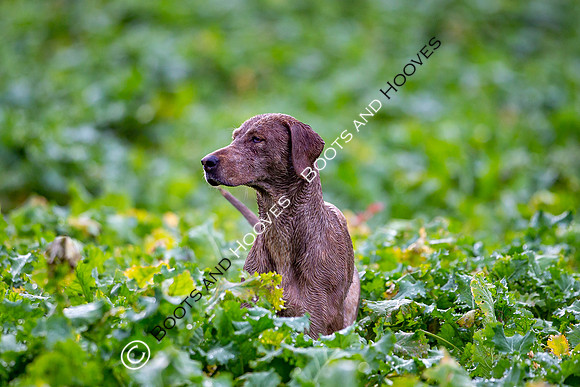 Hunting