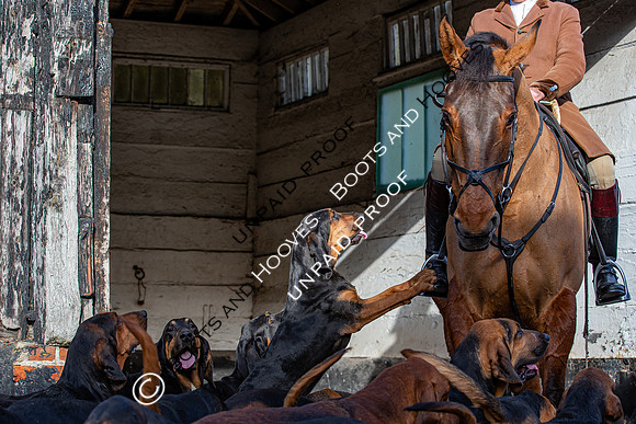 Coakham Bloodhounds