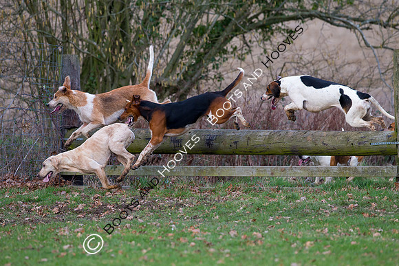 East Essex Hunt. Ladies Day. 29/01/2019 ~ MANDATORY Credit Elli Birch/Bootsandhooves - NO UNAUTHORISED USE - 07745 909676