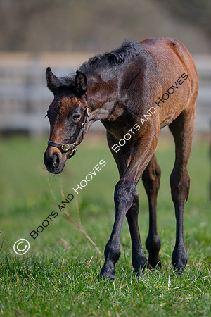 ~ MANDATORY Credit Elli Birch/Bootsandhooves- NO UNAUTHORISED USE - 07745909676