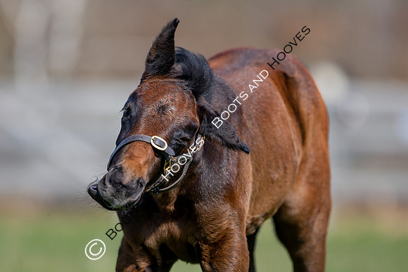 ~ MANDATORY Credit Elli Birch/Bootsandhooves- NO UNAUTHORISED USE - 07745909676