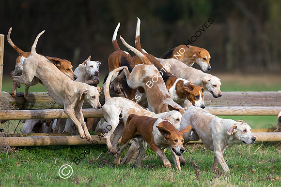 East Essex Hunt. Ladies Day. 29/01/2019 ~ MANDATORY Credit Elli Birch/Bootsandhooves - NO UNAUTHORISED USE - 07745 909676