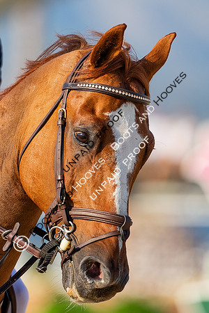 FEI Junior European Championship Young Riders, Juniors & Childre