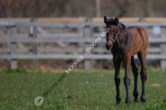 ~ MANDATORY Credit Elli Birch/Bootsandhooves- NO UNAUTHORISED USE - 07745909676