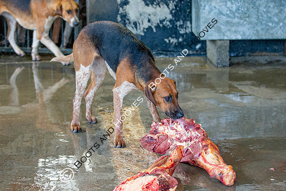 Hound Exercise