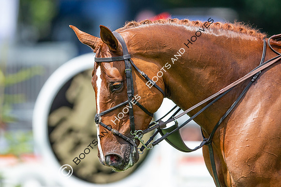 The AGRIA Royal International Horse Show