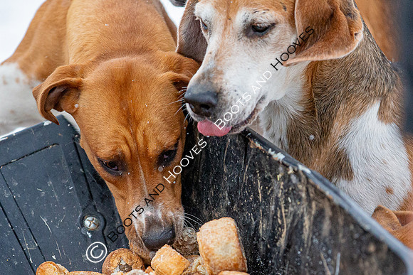 Hound Exercise