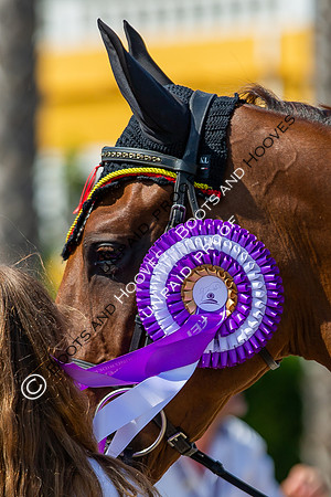 FEI Junior European Championship Young Riders, Juniors & Childre