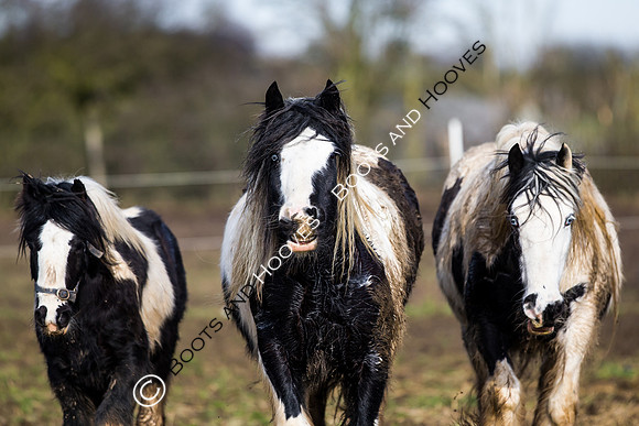 East Essex Hunt. Ladies Day. 29/01/2019 ~ MANDATORY Credit Elli Birch/Bootsandhooves - NO UNAUTHORISED USE - 07745 909676
