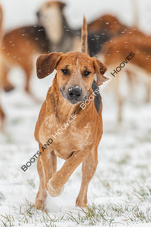 Hound Exercise