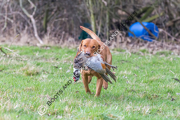 Dines Hall Game Shoot. 23/01/2019 ~ MANDATORY Credit Nick Gunn/Bootsandhooves - NO UNAUTHORISED USE - 07745 909676