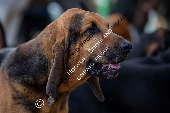 Coakham Bloodhounds