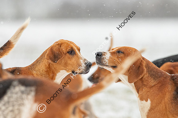 Hound Exercise