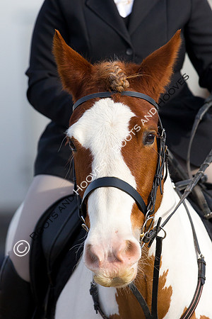 East Essex Hunt. Ladies Day. 29/01/2019 ~ MANDATORY Credit Elli Birch/Bootsandhooves - NO UNAUTHORISED USE - 07745 909676