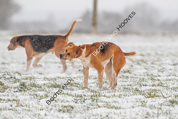 Hound Exercise