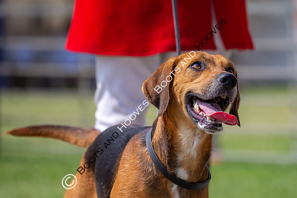 Festival of Hunting