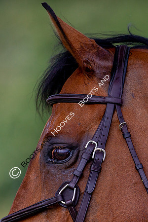 Science Supplements All England Jumping Championships