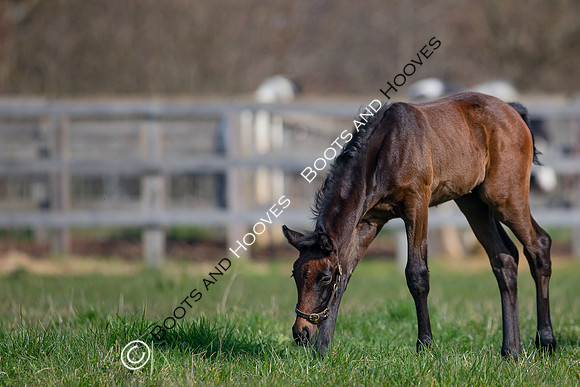 ~ MANDATORY Credit Elli Birch/Bootsandhooves- NO UNAUTHORISED USE - 07745909676