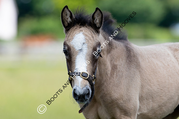 June 2022 ~MANDATORY Credit Elli Birch/Bootsandhooves- NO UNAUTHORISED USE - 07745909676