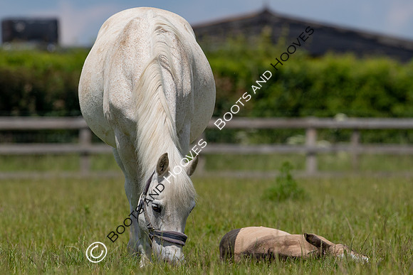 June 2022 ~MANDATORY Credit Elli Birch/Bootsandhooves- NO UNAUTHORISED USE - 07745909676