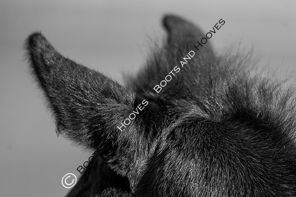 ~ MANDATORY Credit Elli Birch/Bootsandhooves- NO UNAUTHORISED USE - 07745909676