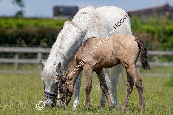 June 2022 ~MANDATORY Credit Elli Birch/Bootsandhooves- NO UNAUTHORISED USE - 07745909676