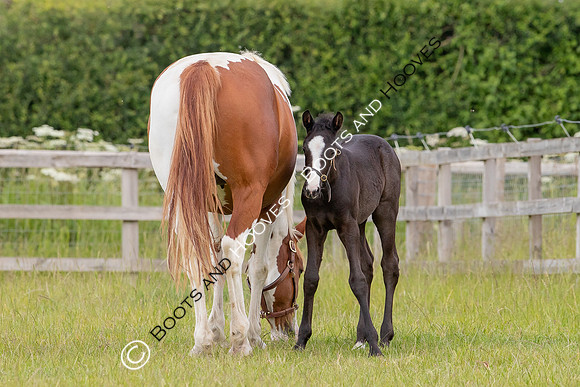 June 2022 ~MANDATORY Credit Elli Birch/Bootsandhooves- NO UNAUTHORISED USE - 07745909676