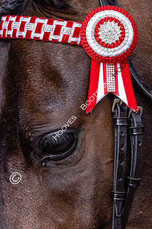 The Agria Royal International Horse Show
