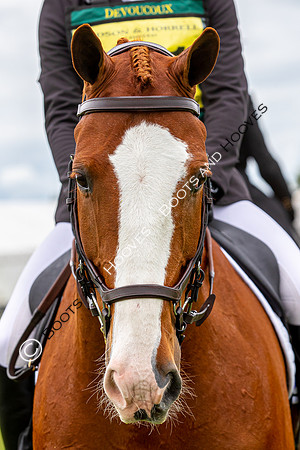 Horse Trials