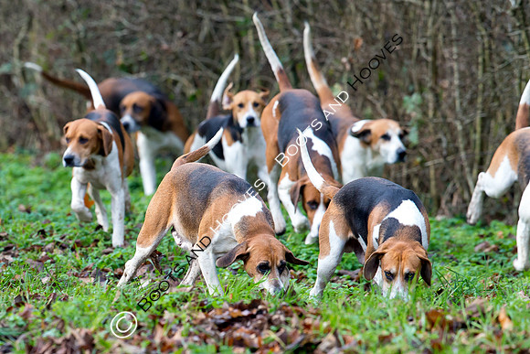 Easton Harriers. Hunting. 23/01/2019 ~ MANDATORY Credit Elli Birch/Bootsandhooves - NO UNAUTHORISED USE - 07745 909676