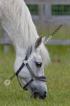 June 2022 ~MANDATORY Credit Elli Birch/Bootsandhooves- NO UNAUTHORISED USE - 07745909676