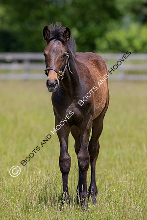 June 2022 ~MANDATORY Credit Elli Birch/Bootsandhooves- NO UNAUTHORISED USE - 07745909676