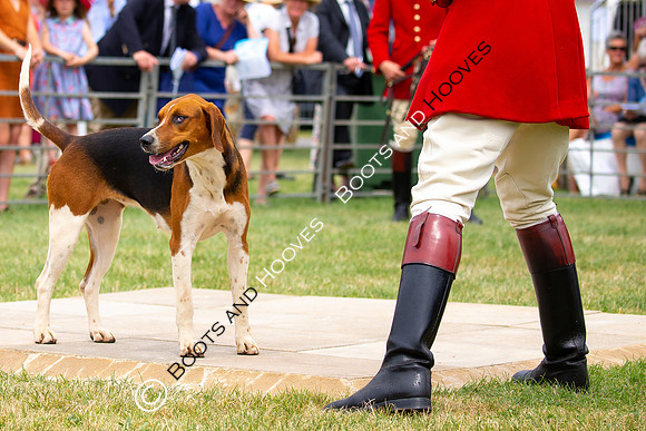 Festival of Hunting