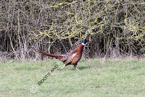 Hunting