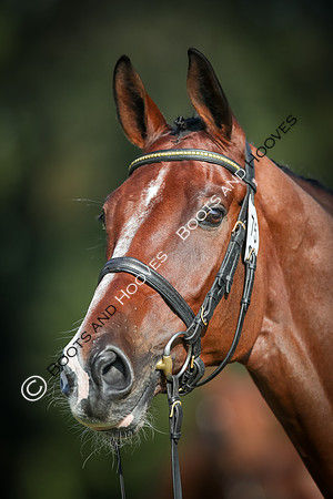 Blenheim Palace International Horse Trials