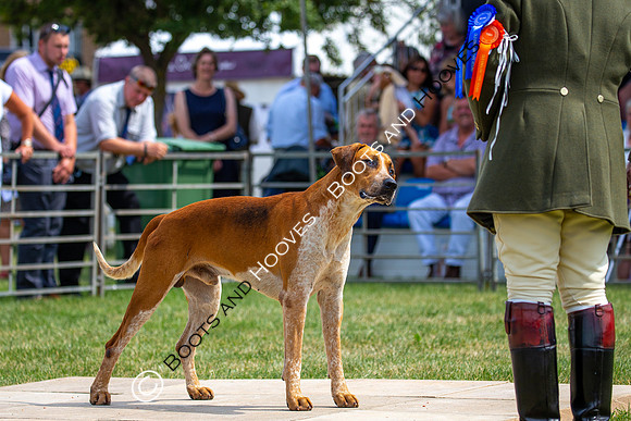 Festival of Hunting