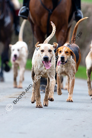 The Ledbury Hunt