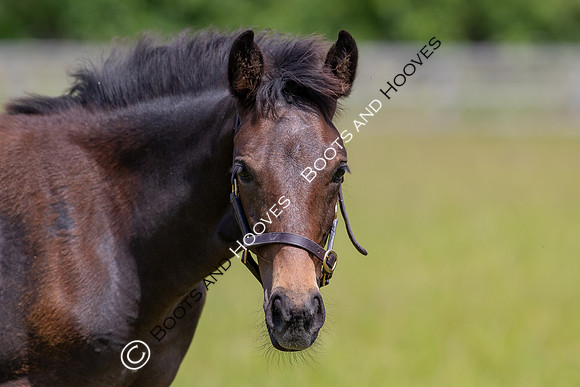 June 2022 ~MANDATORY Credit Elli Birch/Bootsandhooves- NO UNAUTHORISED USE - 07745909676