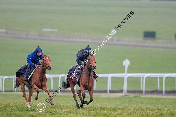 Newmarket Gallops