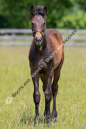 June 2022 ~MANDATORY Credit Elli Birch/Bootsandhooves- NO UNAUTHORISED USE - 07745909676