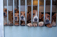 Hound Exercise