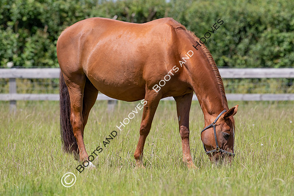 June 2022 ~MANDATORY Credit Elli Birch/Bootsandhooves- NO UNAUTHORISED USE - 07745909676
