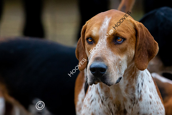 The Ledbury Hunt