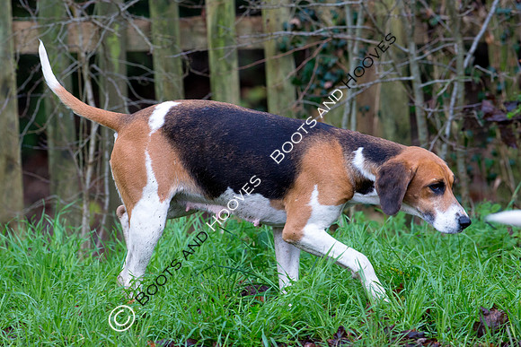 Easton Harriers. Hunting. 23/01/2019 ~ MANDATORY Credit Elli Birch/Bootsandhooves - NO UNAUTHORISED USE - 07745 909676