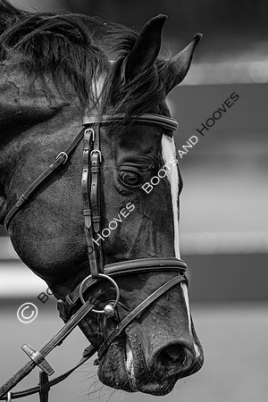 Showjumping