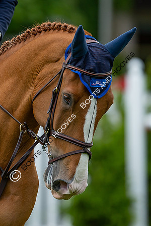 Showjumping