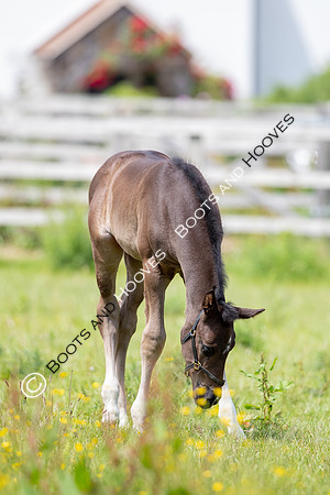June 2022 ~MANDATORY Credit Elli Birch/Bootsandhooves- NO UNAUTHORISED USE - 07745909676