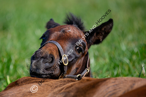~ MANDATORY Credit Elli Birch/Bootsandhooves- NO UNAUTHORISED USE - 07745909676